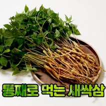 당일생산 발송 친환경 재배 새싹인삼 묘삼 통째먹는 새싹삼 50뿌리 100뿌리, 2. 친환경 유황 새싹삼 50뿌리 중