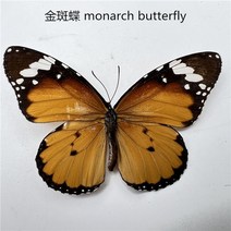 30 진짜 나비 표본 곤충 인형 생산 매력 홈 장식 액세서리 거실 컬렉션 아트, 14 14