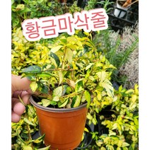 꽃나라엘리스 황금마삭줄-마삭줄은 월동이 가능한 아이랍니다 ~