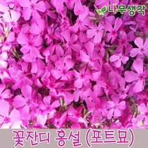 착한가격 나무생각 꽃잔디(홍설) 한판30개