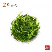 수초 윌로모스 소스1컵 포장 음성활착 어항 수중이끼.헬로아쿠아