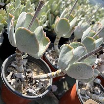 [올식스] 은파금 A 다육식물 다육이 키우기 공기정화식물 개업화분, 1개