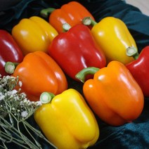 스윗하쥬 산지직송 건강한 파프리카 GAP인증 1.5kg~, 1.5kg, 특정품 (L/M사이즈)
