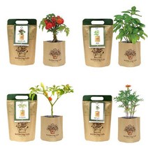 닐스샵_ 캣닢키우기 공나물재배기 채소씨앗 땅콩새싹 캣닢 캣식물재배 _neills, 닐스샵_ 내 책상위 미니화분 메리골드 중형 새싹씨앗, -이상품선택-