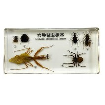 곤충 표본 6종 RTS