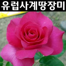 유럽사계땅장미(마노우메이앙) 개화주 포트 1개/꽃나무/조경용