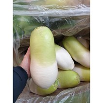 제주도 월동무 무우 세척무 겨울무 햇무 김장무, 강원도무 (햇무) 10kg(4~6수)