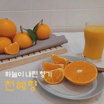 제주 산지직송 제철 고당도 천혜향 선물용 3kg 5kg, 기본, 중과5kg(21-30과)