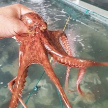 완도 단지 활 돌문어 1kg, 상세 설명 참조