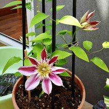 가든 아치 정원 오벨리스크 트렐리스 녹슬지 않는 타워 정원 등반 식물용 아치 금속 야외, 한개옵션0