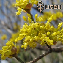 산수유나무 R3cm개화주분묘 나무언니, R3cm 개화주분묘