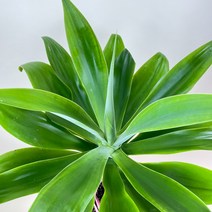 내뜰에 동일품발송 아가베 아테누아타 여우꼬리 용설란 Agave Agave Attenuata