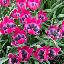 [가을구근]튤립(원종)-리틀뷰티 구근5개