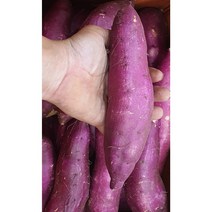 알뜰농장 2022년 햇 꿀 고구마 긴특 최상품 (베니하루카) 전남 해남.무안작업, 1개, 2022년햇꿀고구마긴대왕(베니하루카)10kg내외