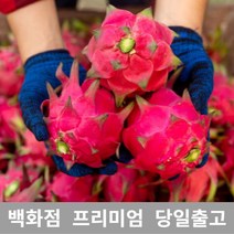 [특등급선별] 용과 3kg 선물 과일 열대과일 과일추천 맛있는과일 용과 용과먹는법 레드용과 적용과 붉은용과 건조용과 용과선물세트