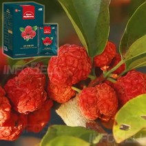 신의 선물 신안 꾸지뽕 액기스 세트 국내산 구지뽕 비타민 즙 60팩 120팩, 2개월분(60팩)