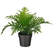 이케아 페이카 인조식물 실내외겸용 휘틀리 자이언트 21cm 화분지름9cm, 1개
