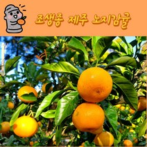 제주 조생종 새콤달콤 노지감귤, 로얄과(2S~M) 10kg, 120~140과