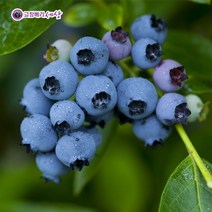 [고창베리세상] [베리세상] 국내산 생 블루베리 500g, 상세 설명 참조