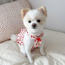 테디 공주 치마 강아지 여름 옷 애완 동물 과일 치마 Pomeranian 예쁜 심지어 구름 치마 멋진 개 옷 애완 동물 제품, L, Red