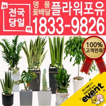 개업화분 인테리어식물 배송 떡갈나무 대엽홍콩 뱅갈고무나무 관음죽 알로카시아 소철 극락조 만냥금 무늬벤자민 파키라, (선택77)황금죽, 1개