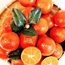 제주도 홍매향 가정용 제주홍매향 하우스 소과 5kg 일반포장