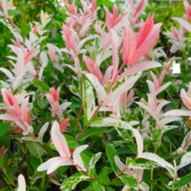 셀릭스 묘목 (플라밍고) 키80cm 고접 스탠다드형 / 인기최고 샐릭스 FG309