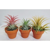 미니식물 이오난사 과테말라 하트호야, 하트호야 2구 DIY세트