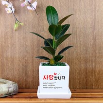 그린조아 맞춤 메세지 실내 공기정화식물 특별한 기념일 고백 가족 연인 선물 화분 금전수 천냥금 스투키 행운목 율마 테이블야자 홍콩야자 금사철 페라고늄 산세베리아 크루시아 아몬드페페, 멜라닌고무나무, 쇼핑백X