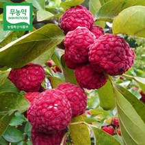 꾸지뽕 열매 1박스(3kg) 냉동 구찌뽕 구지뽕 무농약 덕진마을농장, 1개