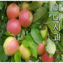 미니사과(오토메)나무 결실주