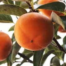 감나무 묘목 차량단감 중묘 유실수 과실수