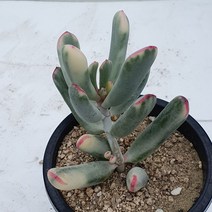 [메카다육]93-1129 원종방울복랑금(화분포함) 다육식물 선인장 다육금 다육철화 두들레야 아프리카식물 코노피튬 하월시아 수입다육이 국민이