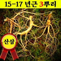 한국송이 자연산삼 15-17년근 3뿌리 자연산산삼 야생자연삼