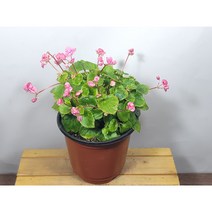 [나랑너랑꽃]베고니아 - 셈퍼플로렌스 더블릿 핑크 (12cm 포트 팝콘)