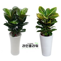 구리꽃배달 구리꽃집 개업화분, 소품, 05 안스리움