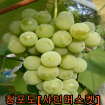 청포도(샤인머스켓)삽1년2그루+옥매화 접목1년 1그루 나무 묘목 묘목판매
