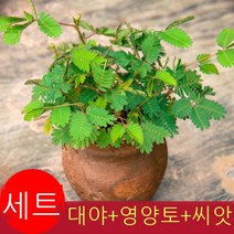 물망초 씨 4계절 심기 쉬운 화초・화초 화분 정원 실내외 사계절 꽃망초 200알갱이(냄비 토양 비료), 미모사 200곡 (남비 토양 비료 보내기)