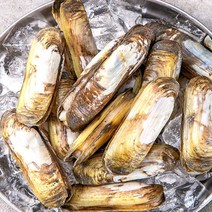 [남도장터]순천만 별량에서 잡은 맛조개 1kg, 1개