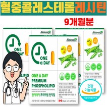 뇌 두뇌 에좋은 레시친 lecithin 콜레스톨 식물성 단백질 레시틴 LDL 낮은 HDL 콜레스테롤 포스파티딜콜린