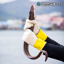 대한민국농수산 통영 바다장어1kg 장어, 바다장어(대)1kg