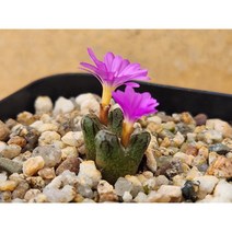 코노피튬/루코피-1791 아프리카농장