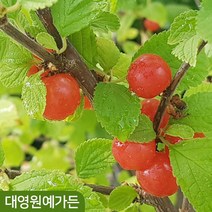 앵두나무 R2~3 결실주 조선앵두 백앵두, 백앵두 R3 흙분, 1개
