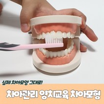 해피써니홈양치교육 치아모형 치아관리, 상세페이지 참조