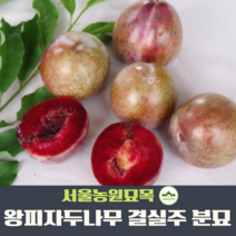서울농원묘목/자두나무 왕피자두묘목 R2점 R3점 결실주 분묘 여름과일 수분수, 결실주R2점, 1개