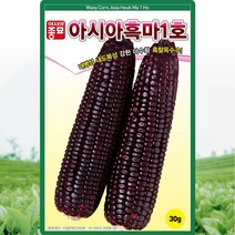 아시아 흑마1호 옥수수 씨앗 찰옥수수 씨 종자 30g, 1개
