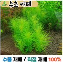 수초카페) 옐로 오란다 플랜트 2촉 중경수초 초보수초 자연수초 관상수초 재배수초