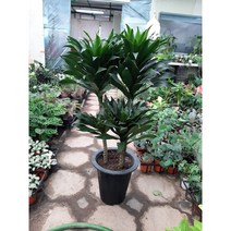 [근이네식물원]콤펙타/대품/높이80센치