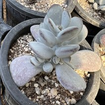 [올식스] 방울복랑금무지 다육식물 플랜테리어 반려식물 공기정화식물 개업화분