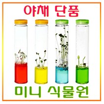 과학 식물원 씨앗야채 단품 실험 어린이식물도감, 오이